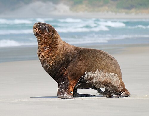 New Zealand sea lion